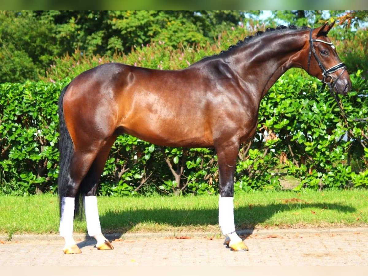 Hanoverian Gelding 4 years 16,1 hh Brown in Selsingen