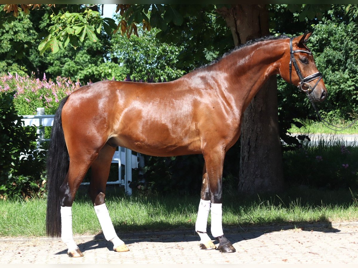Hanoverian Gelding 4 years 16,1 hh Brown in Selsingen