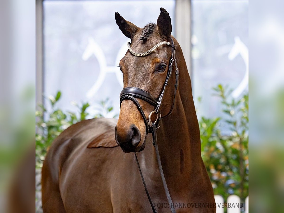 Hanoverian Gelding 4 years 16,1 hh Brown in Verden