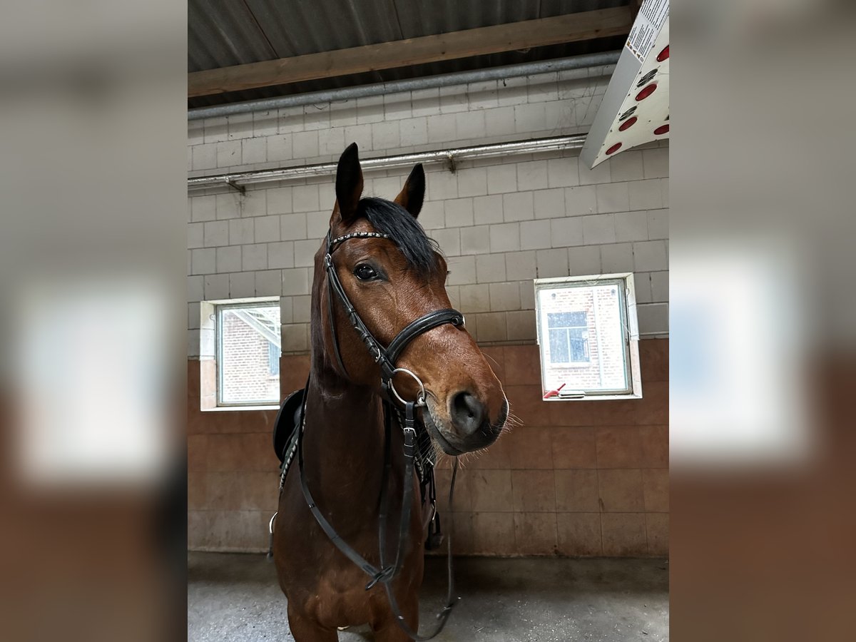 Hanoverian Gelding 4 years 16,1 hh Brown in Michaelisbruch