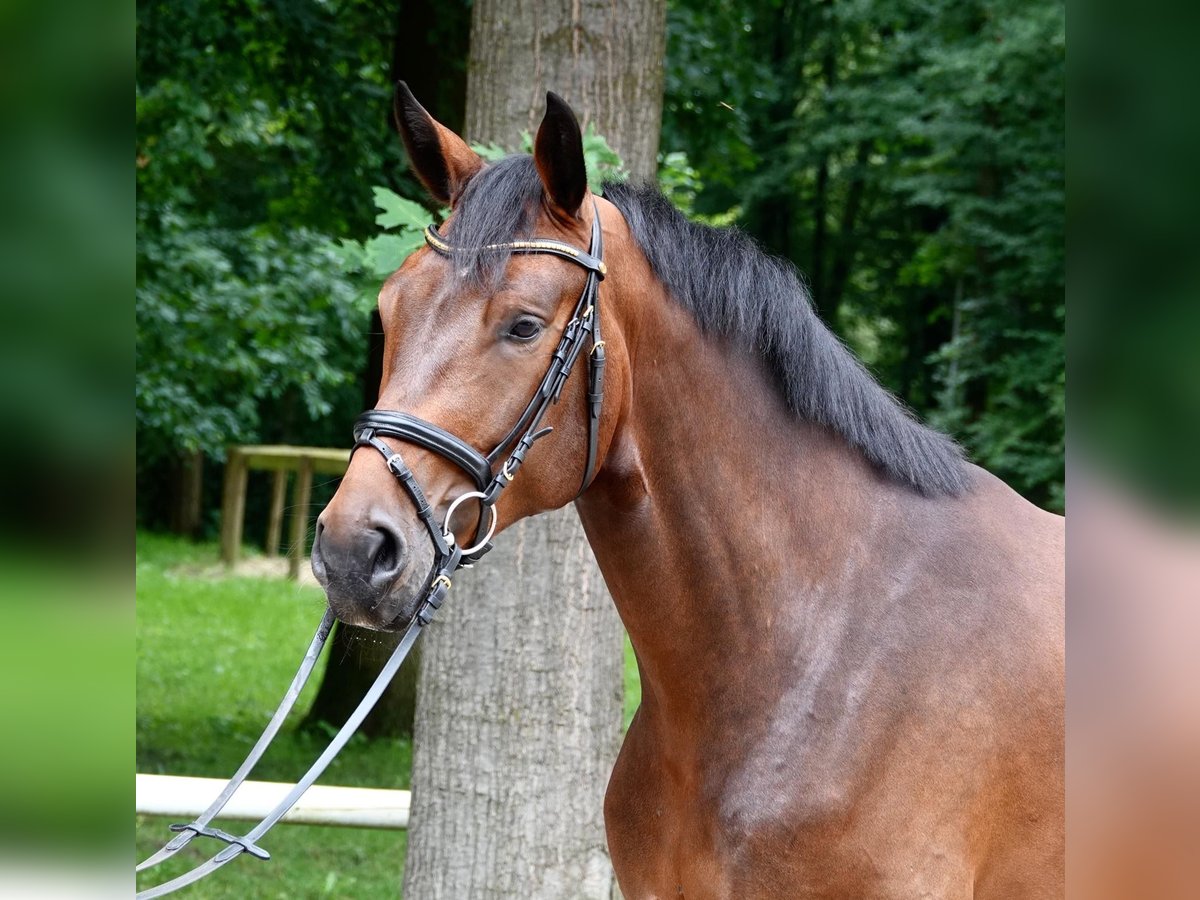 Hanoverian Gelding 4 years 16,1 hh Brown in Warendorf