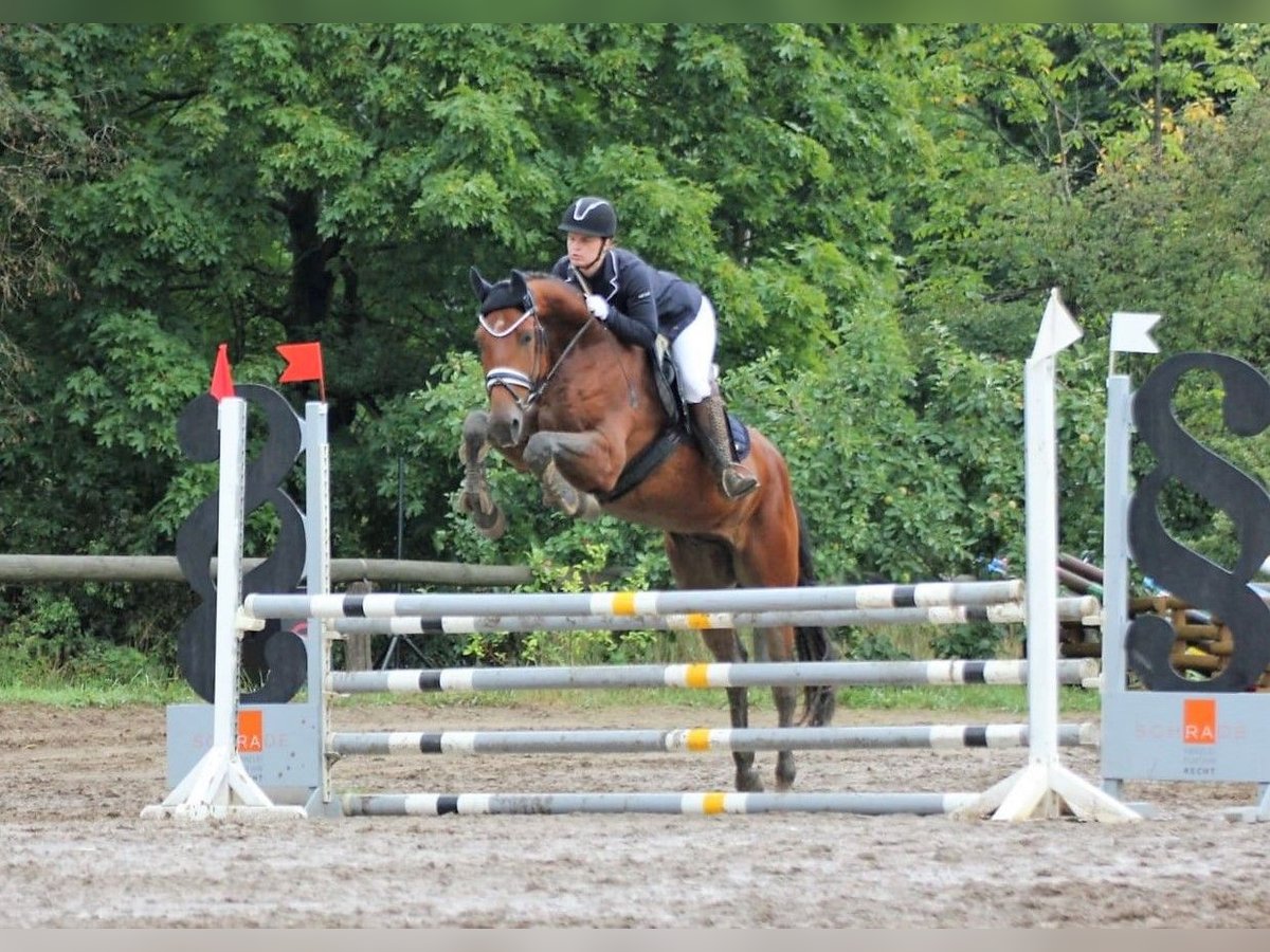 Hanoverian Gelding 4 years 16,1 hh Brown in Schönwalde