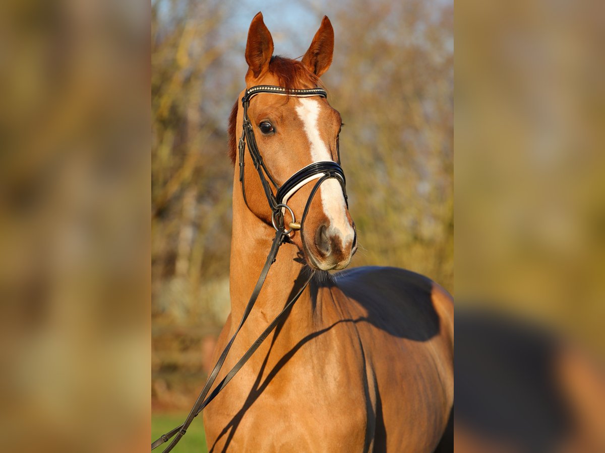 Hanoverian Gelding 4 years 16,1 hh Chestnut-Red in Rickling