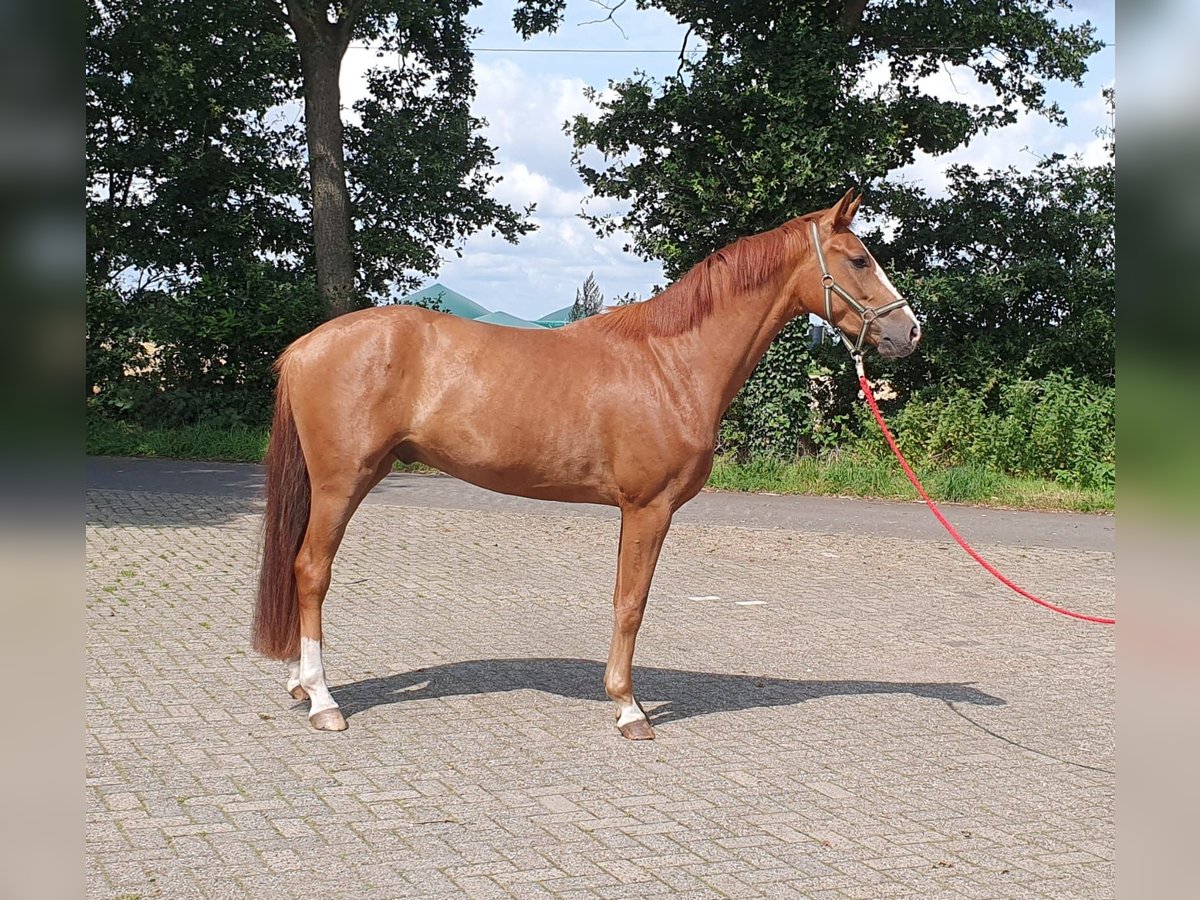 Hanoverian Gelding 4 years 16,1 hh Chestnut-Red in Wietmarschen