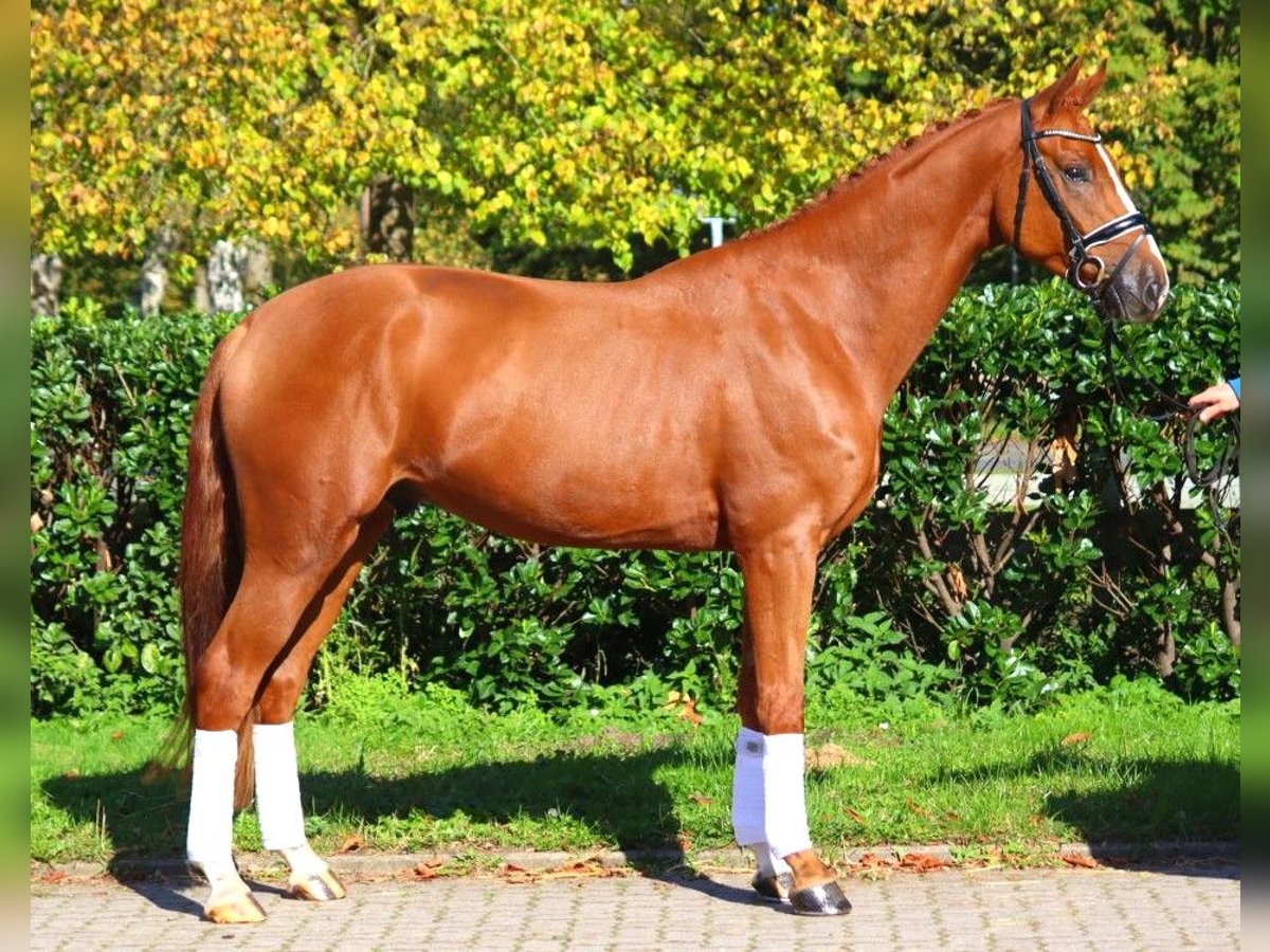 Hanoverian Gelding 4 years 16,1 hh Chestnut-Red in Selsingen