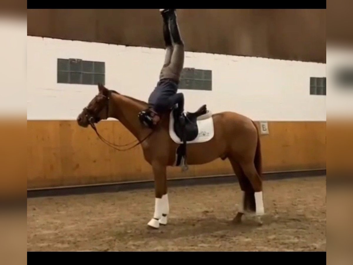 Hanoverian Gelding 4 years 16,1 hh Chestnut-Red in Marsberg