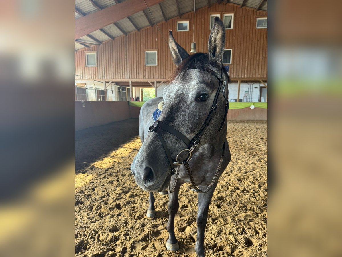 Hanoverian Gelding 4 years 16,1 hh Gray-Dark-Tan in Sundhagen