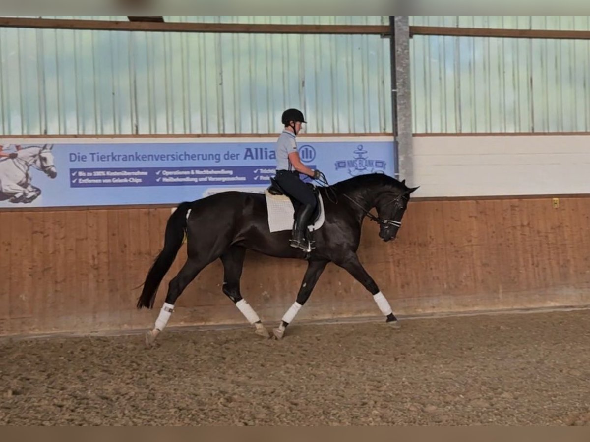 Hanoverian Gelding 4 years 16,2 hh Black in Elmlohe