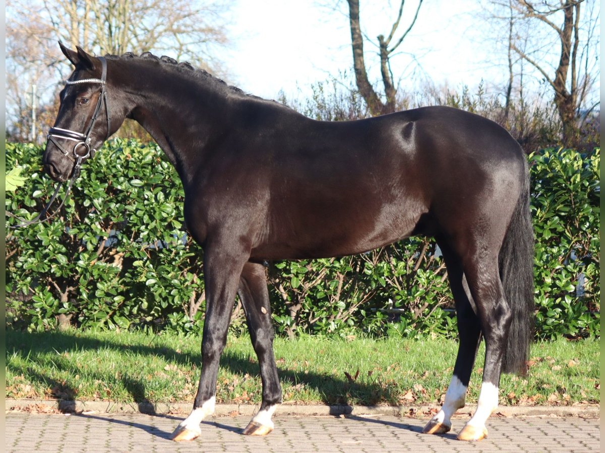 Hanoverian Gelding 4 years 16,2 hh Black in Selsingen