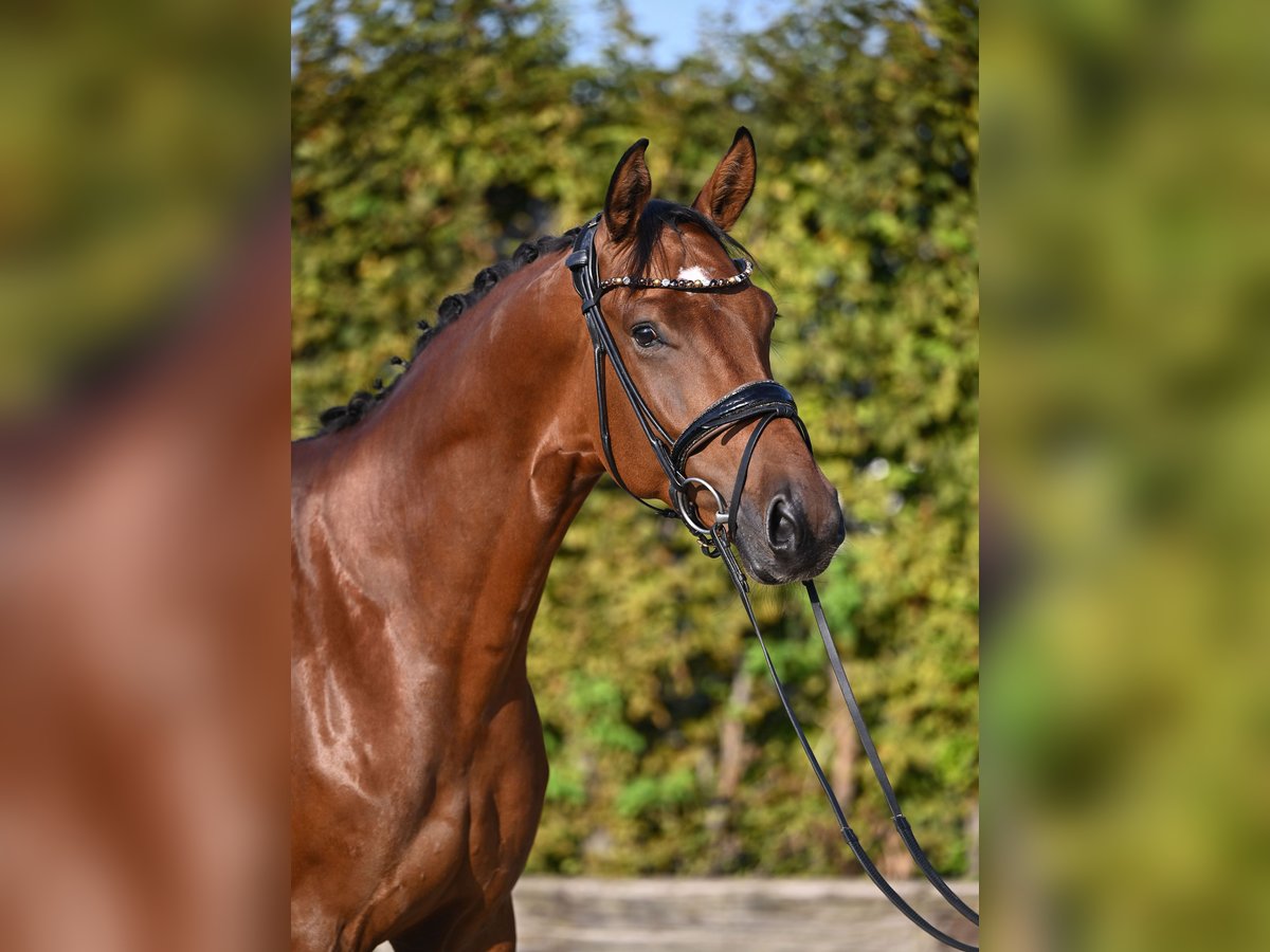 Hanoverian Gelding 4 years 16,2 hh Brown in Rosenheim