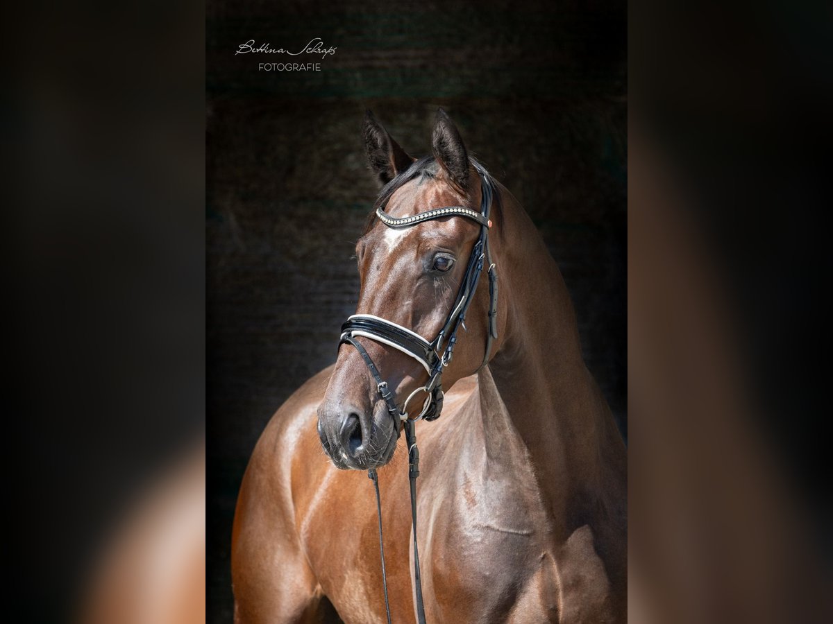 Hanoverian Gelding 4 years 16,2 hh Brown in Herbstein