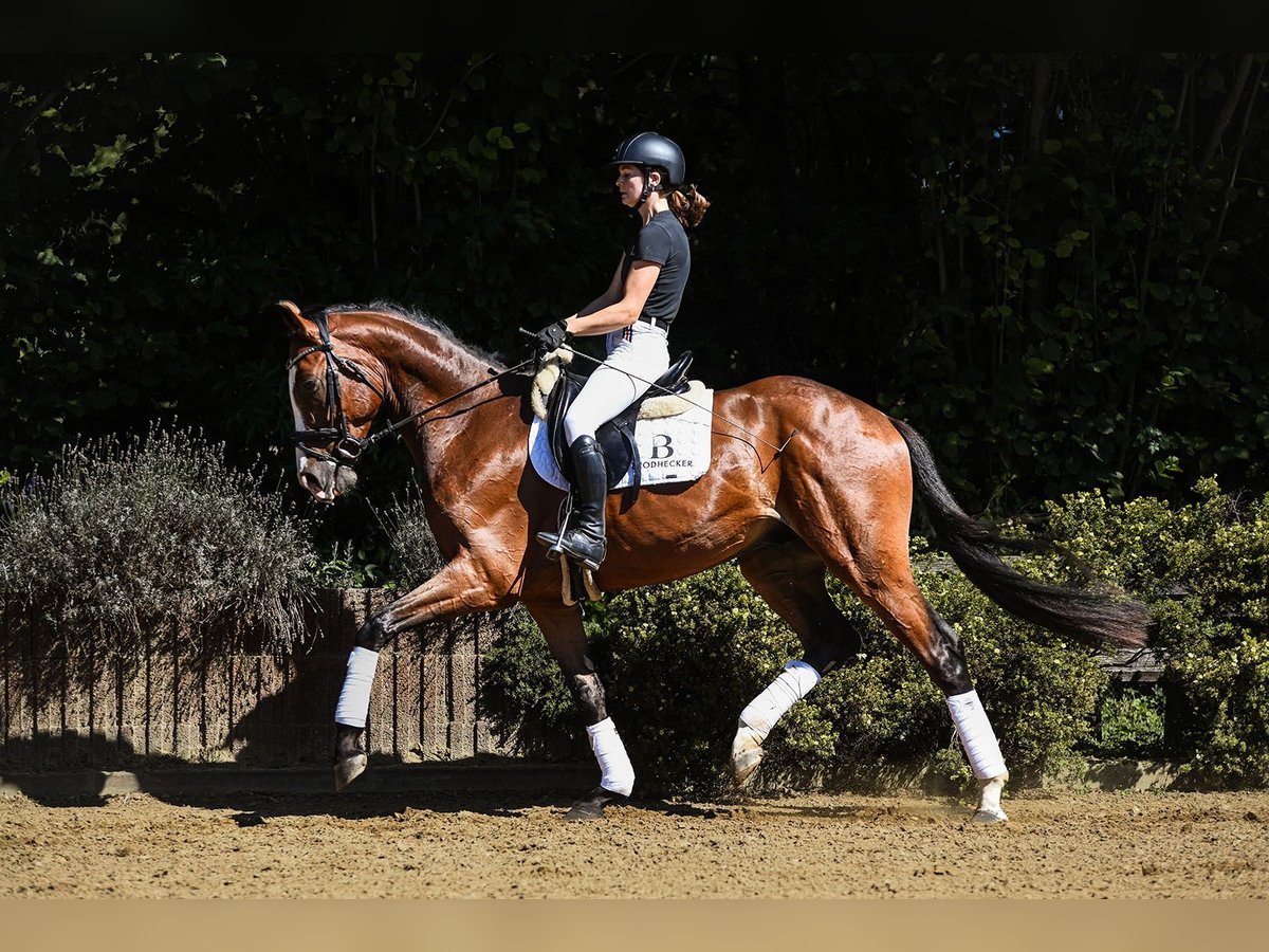 Hanoverian Gelding 4 years 16,2 hh Brown in Riedstadt