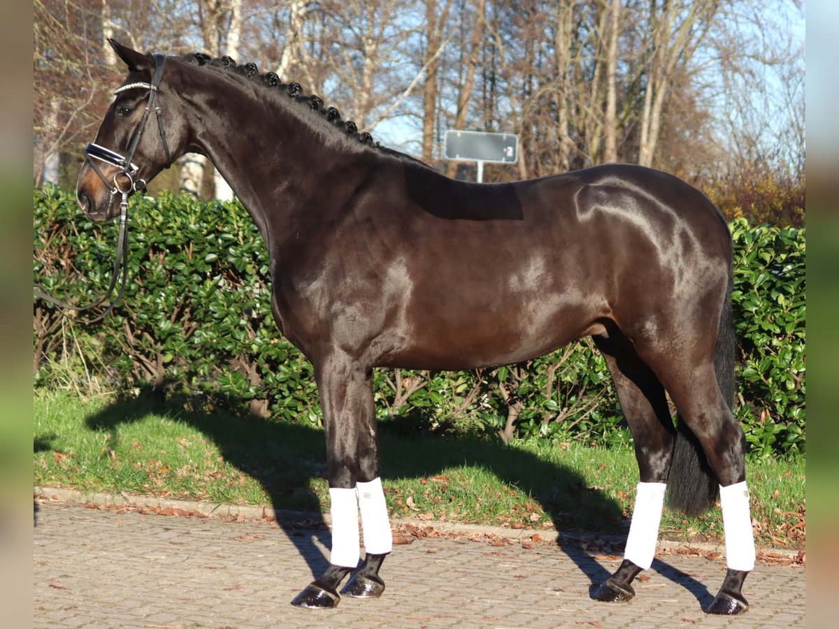 Hanoverian Gelding 4 years 16,2 hh Brown in Selsingen