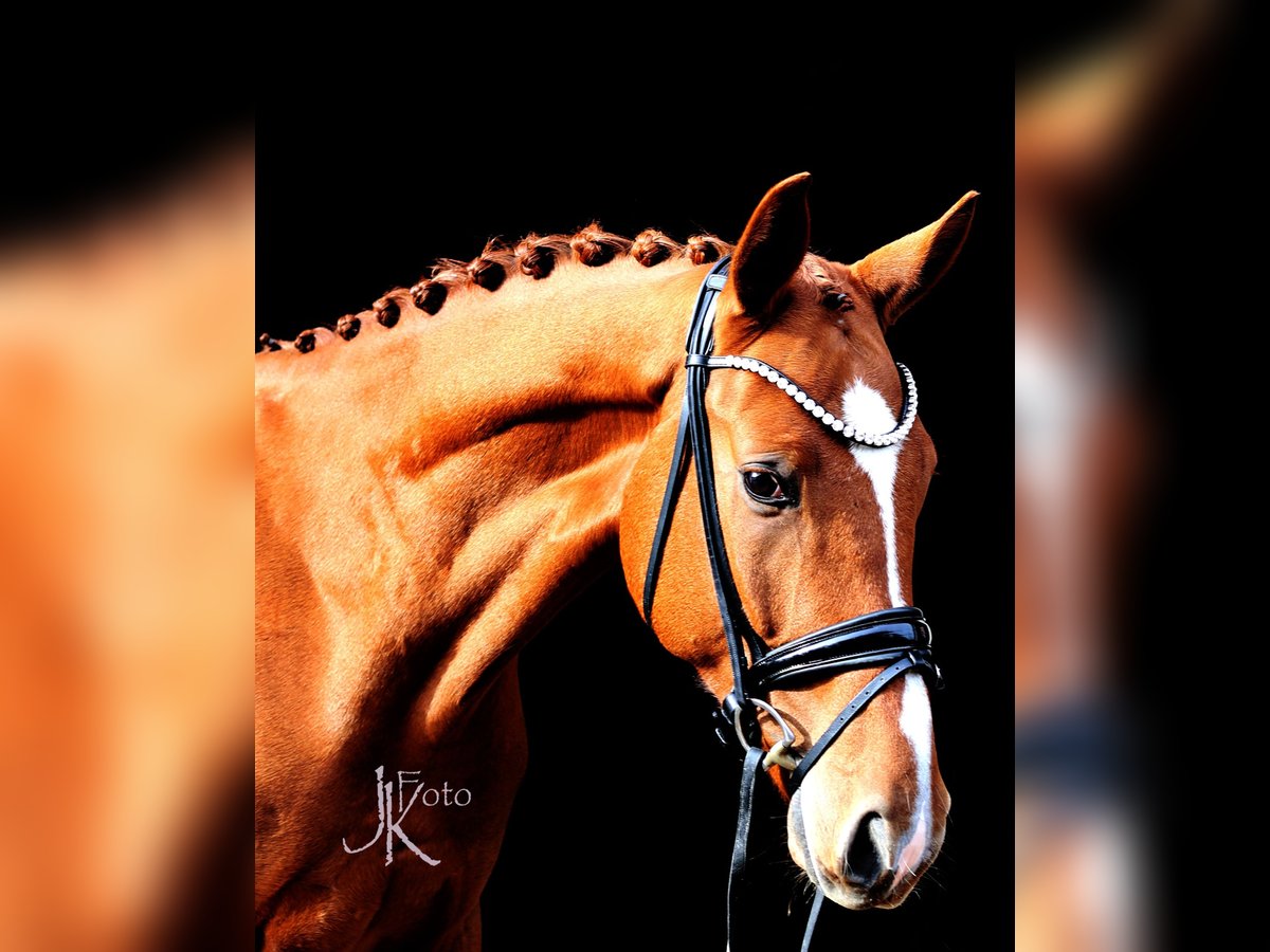 Hanoverian Gelding 4 years 16,2 hh Chestnut-Red in Kempen