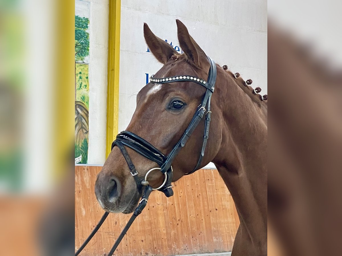 Hanoverian Gelding 4 years 16,2 hh Chestnut-Red in Rees