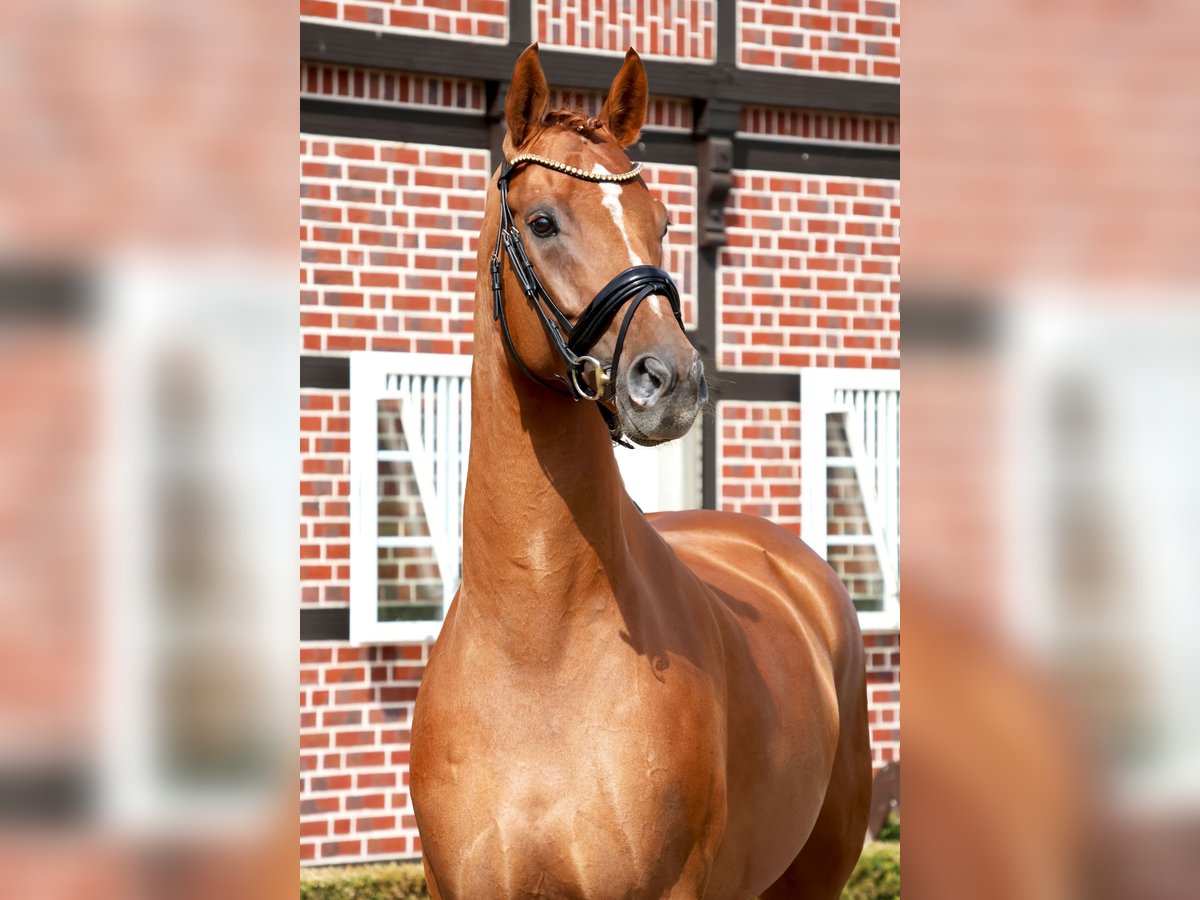 Hanoverian Gelding 4 years 16,2 hh Chestnut-Red in Nottuln