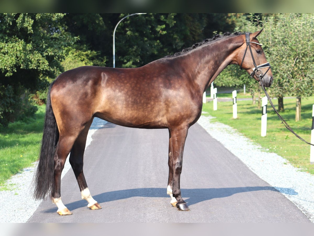 Hanoverian Gelding 4 years 16,3 hh Bay-Dark in Deinstedt