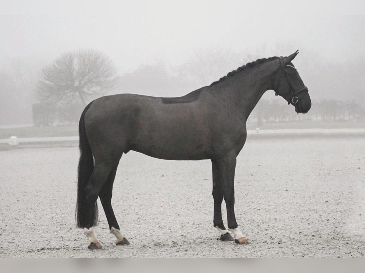 Hanoverian Gelding 4 years 16,3 hh Black in Dorsten