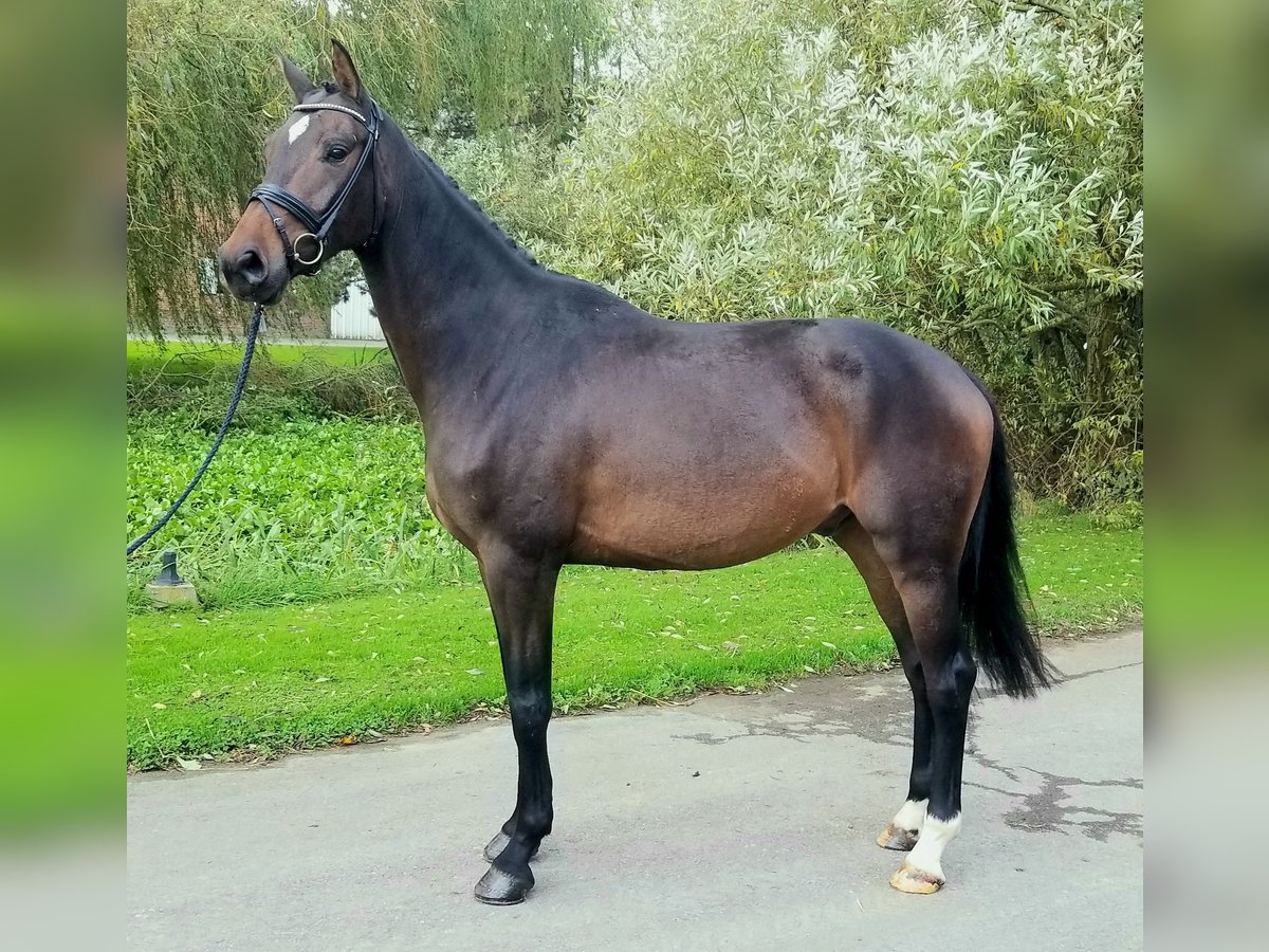 Hanoverian Gelding 4 years 16,3 hh Brown in Bosc-Guerard-Saint-Adrien