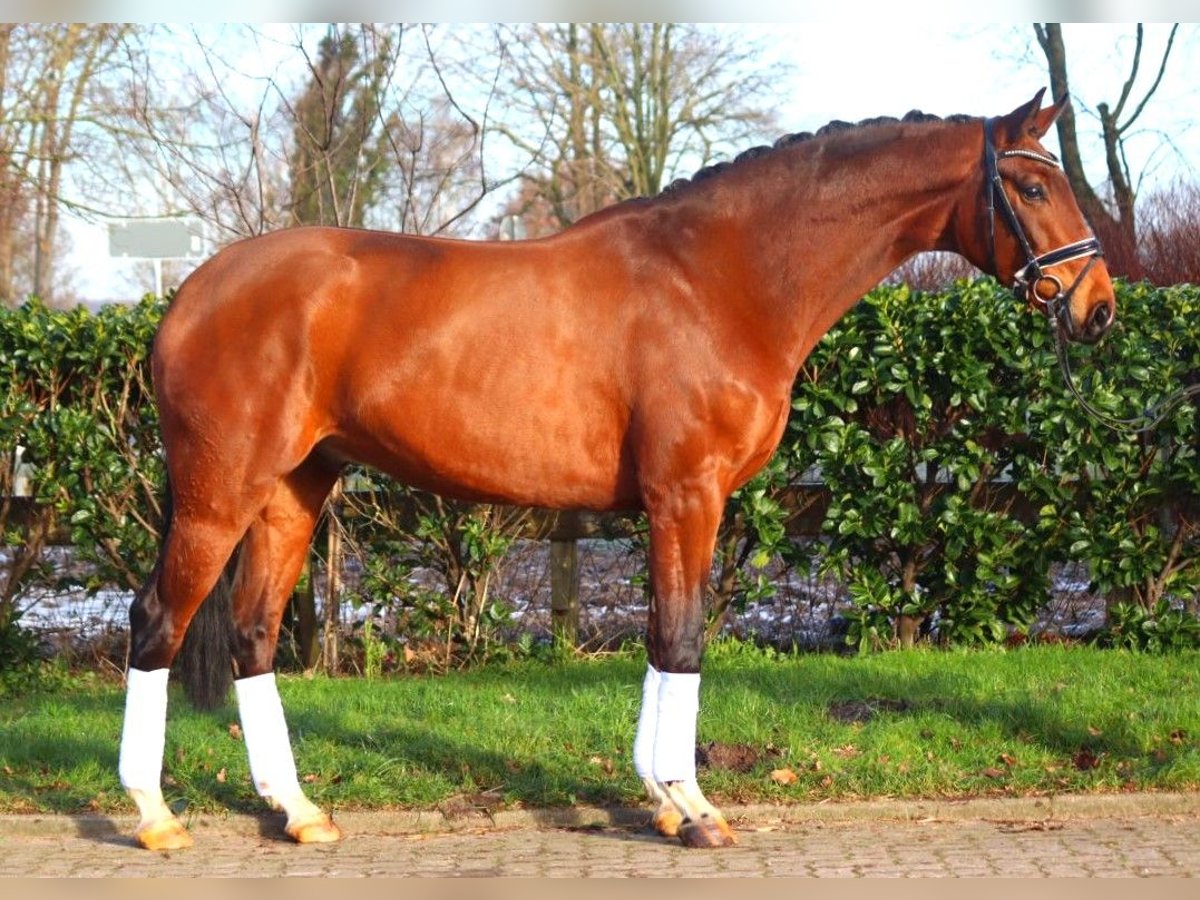 Hanoverian Gelding 4 years 16,3 hh Brown in Selsingen