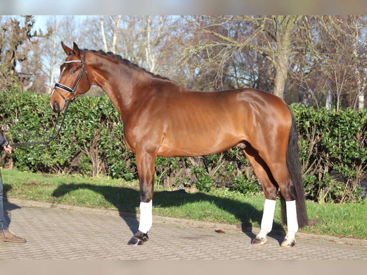 Hanoverian Gelding 4 years 16,3 hh Brown in Selsingen