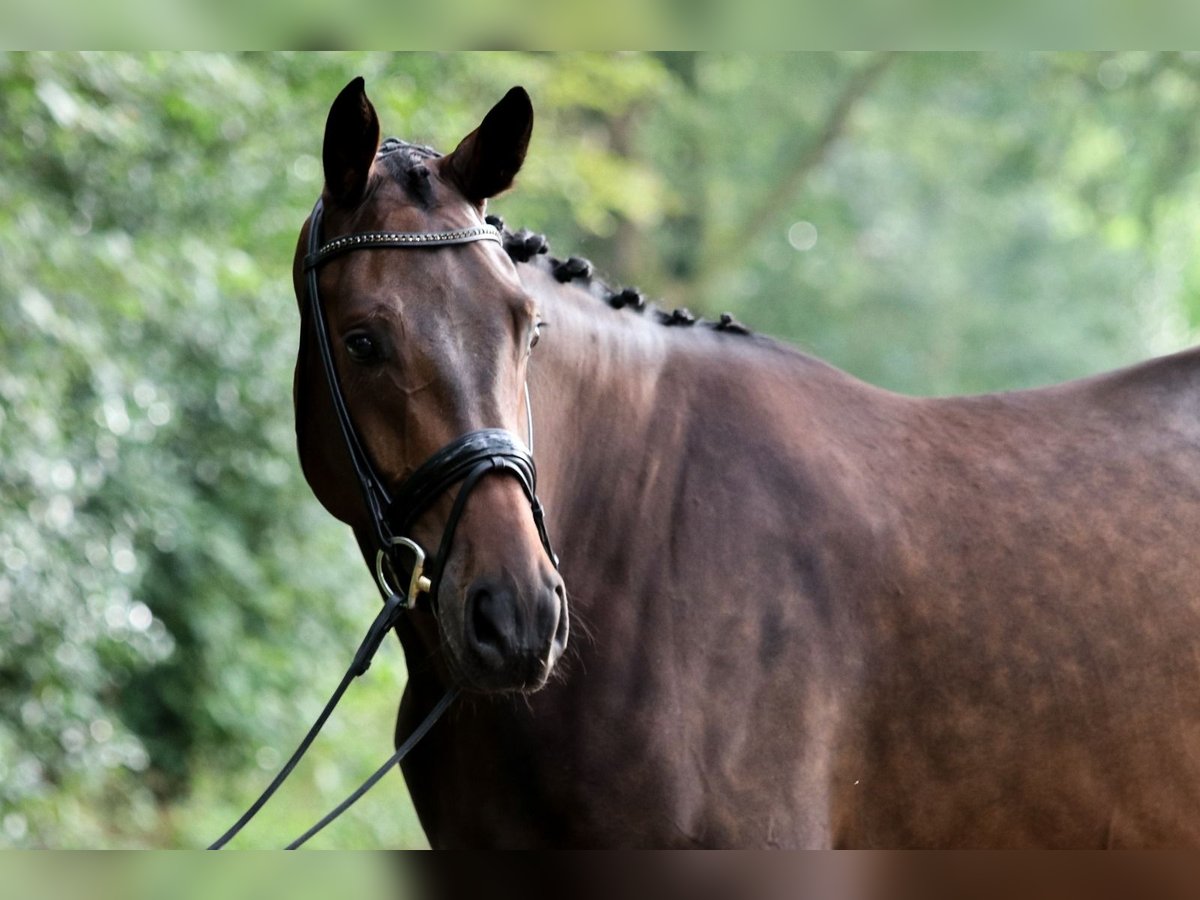 Hanoverian Gelding 4 years 16,3 hh Brown in Wuppertal