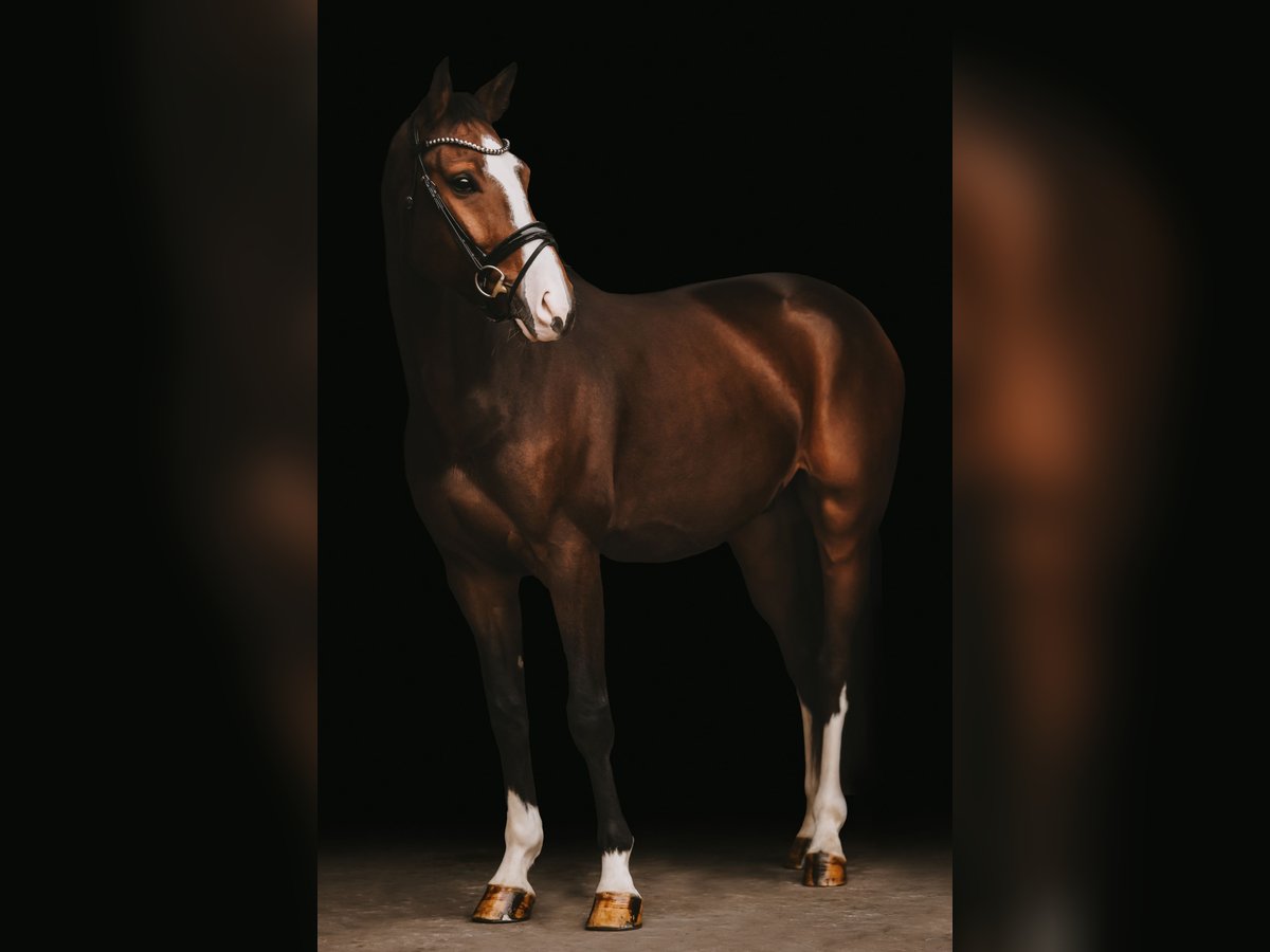 Hanoverian Gelding 4 years 16 hh Bay-Dark in Bad Homburg vor der Höhe