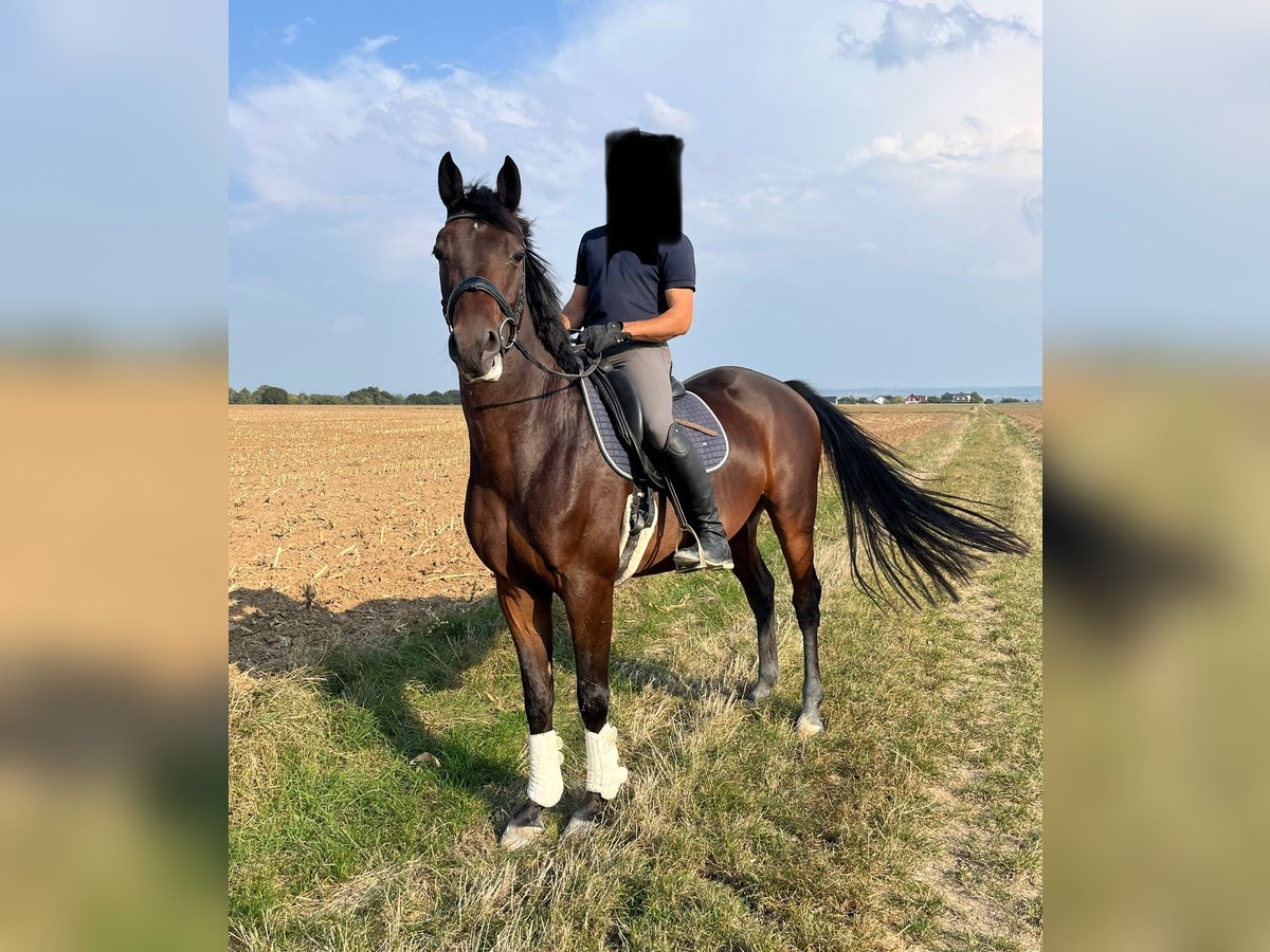 Hanoverian Gelding 4 years 16 hh Bay-Dark in Wölfersheim