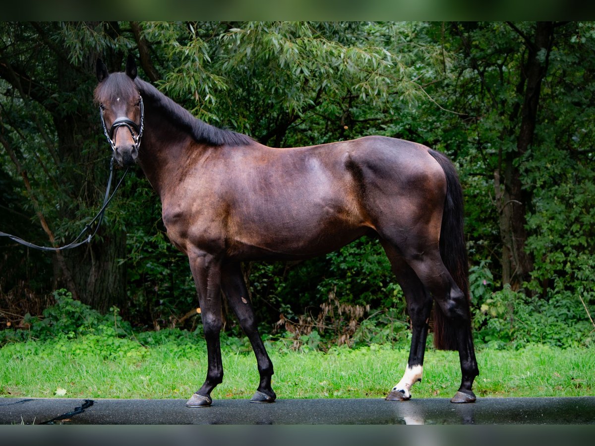 Hanoverian Gelding 4 years 16 hh Bay-Dark in Hattorf am Harz