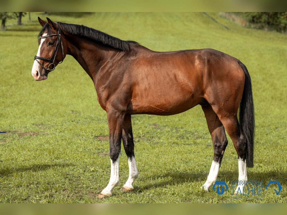 Hanoverian Gelding 4 years 16 hh Brown in Korntal-M&#xFC;nchingen