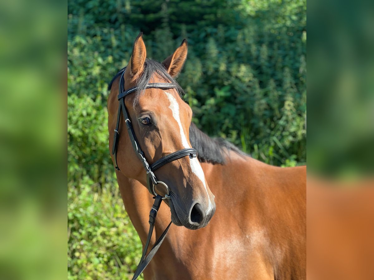Hanoverian Gelding 4 years 16 hh Brown in Zell am Moos