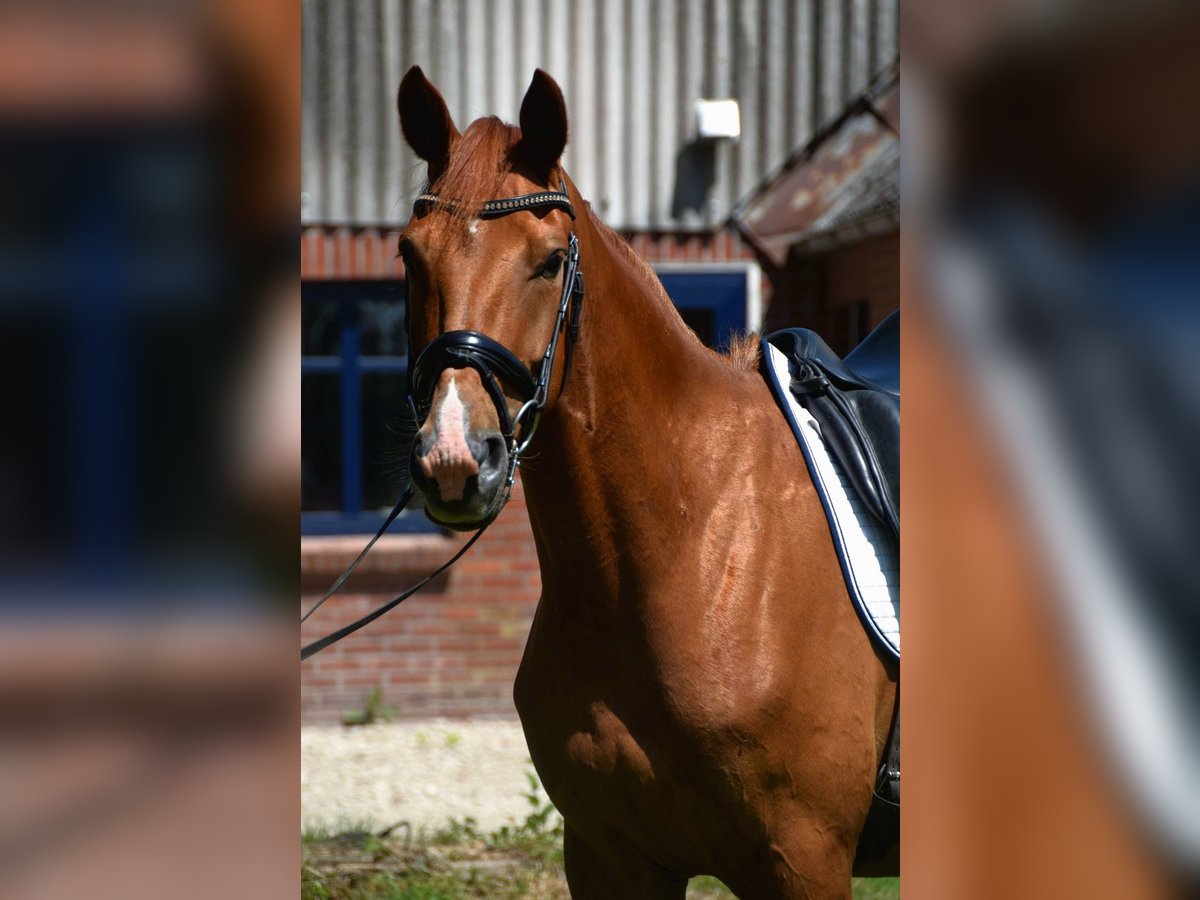 Hanoverian Gelding 4 years 16 hh Chestnut-Red in Osten