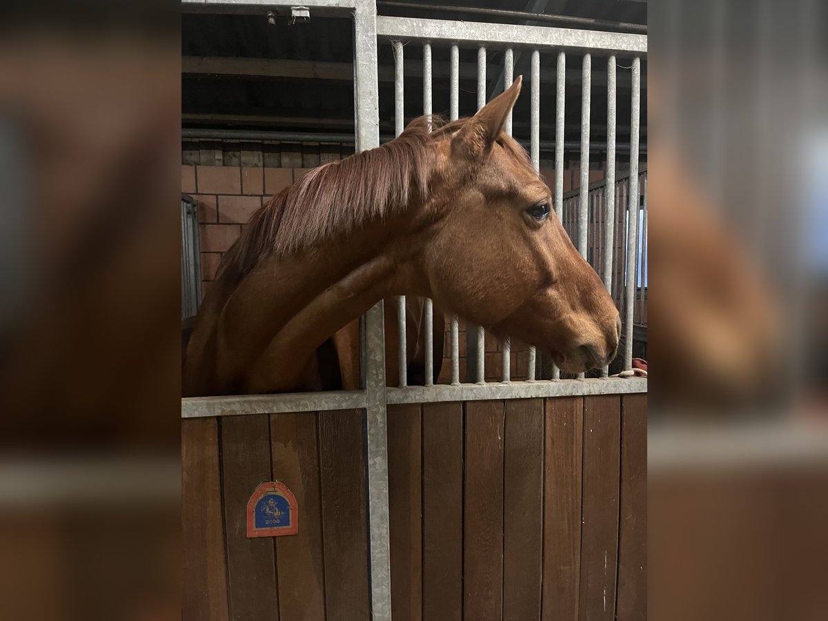 Hanoverian Gelding 4 years 16 hh Chestnut-Red in Saterland