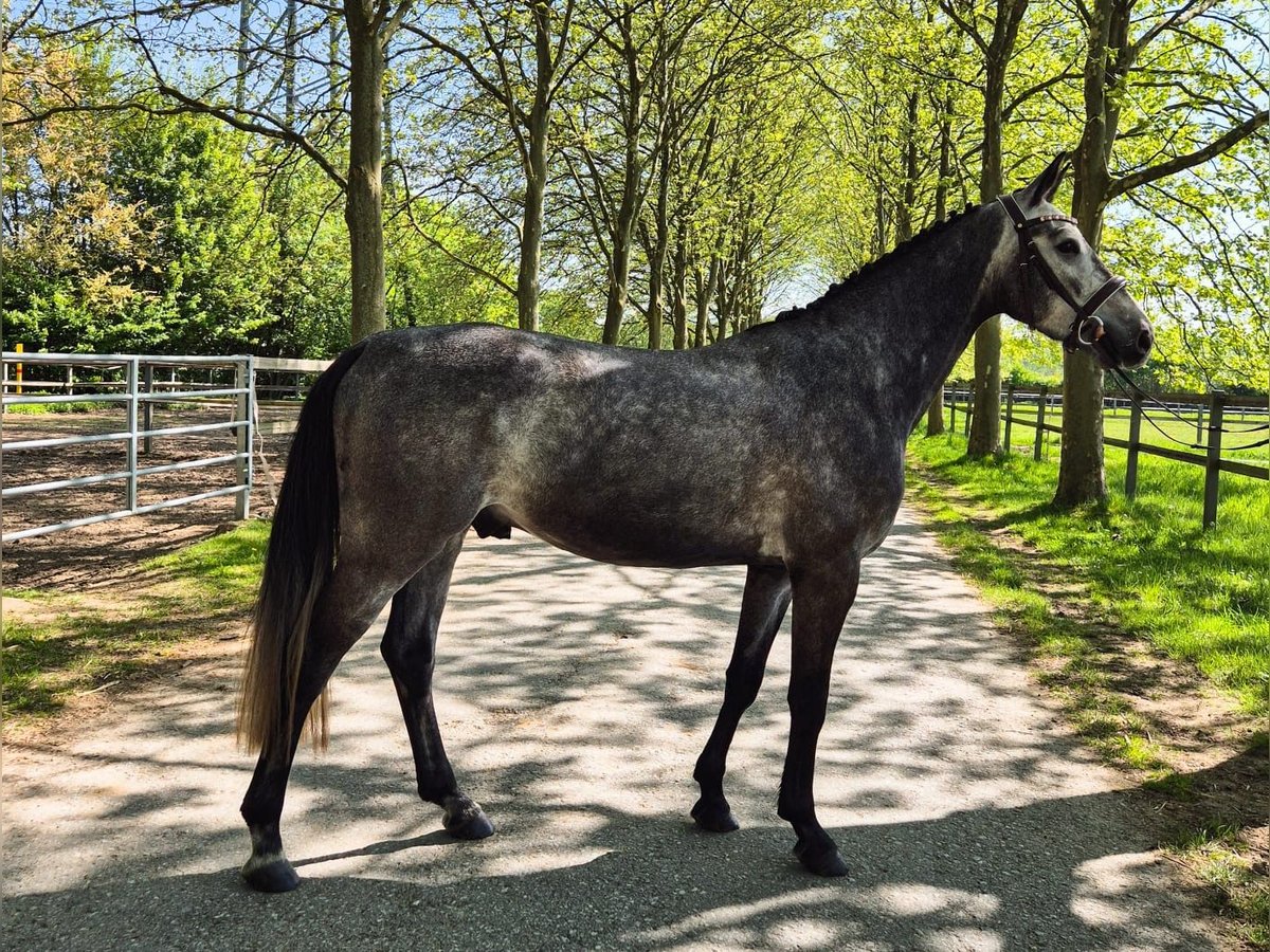 Hanoverian Gelding 4 years 16 hh Gray-Dapple in Biberist