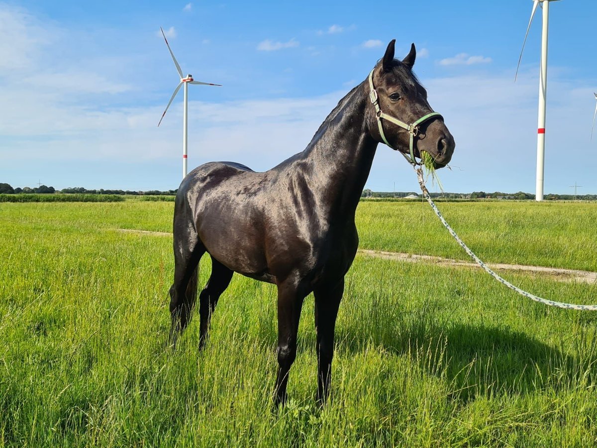 Hanoverian Gelding 4 years 16 hh Gray-Dark-Tan in Wilhelmshaven