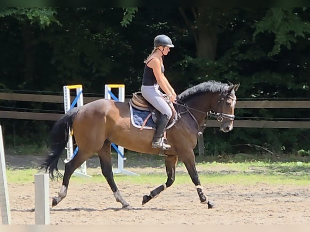 Hanoverian Gelding 4 years 16,1 hh Bay-Dark in Braunschweig
