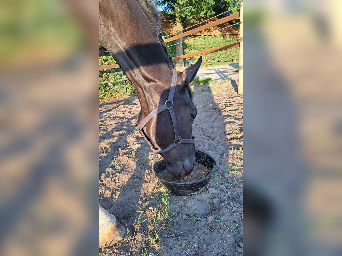 Hanoverian Gelding 4 years 16,1 hh Black in Kirchlinteln Hanoverian Gelding 4 years 16,1 hh Black in Kirchlinteln