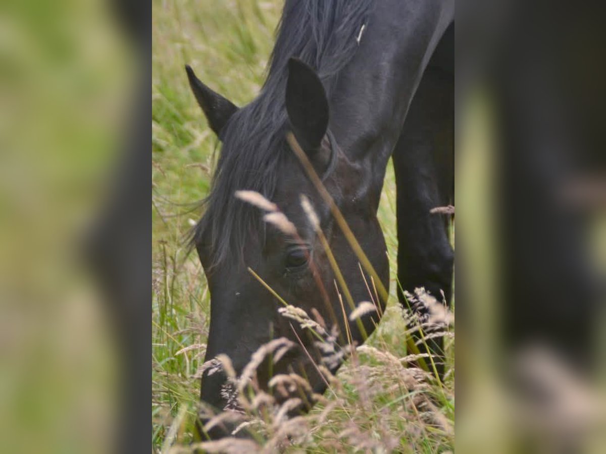 Hanoverian Gelding 4 years 16,1 hh Black in Visselhövede Hanoverian Gelding 4 years 16,1 hh Black in Visselhövede