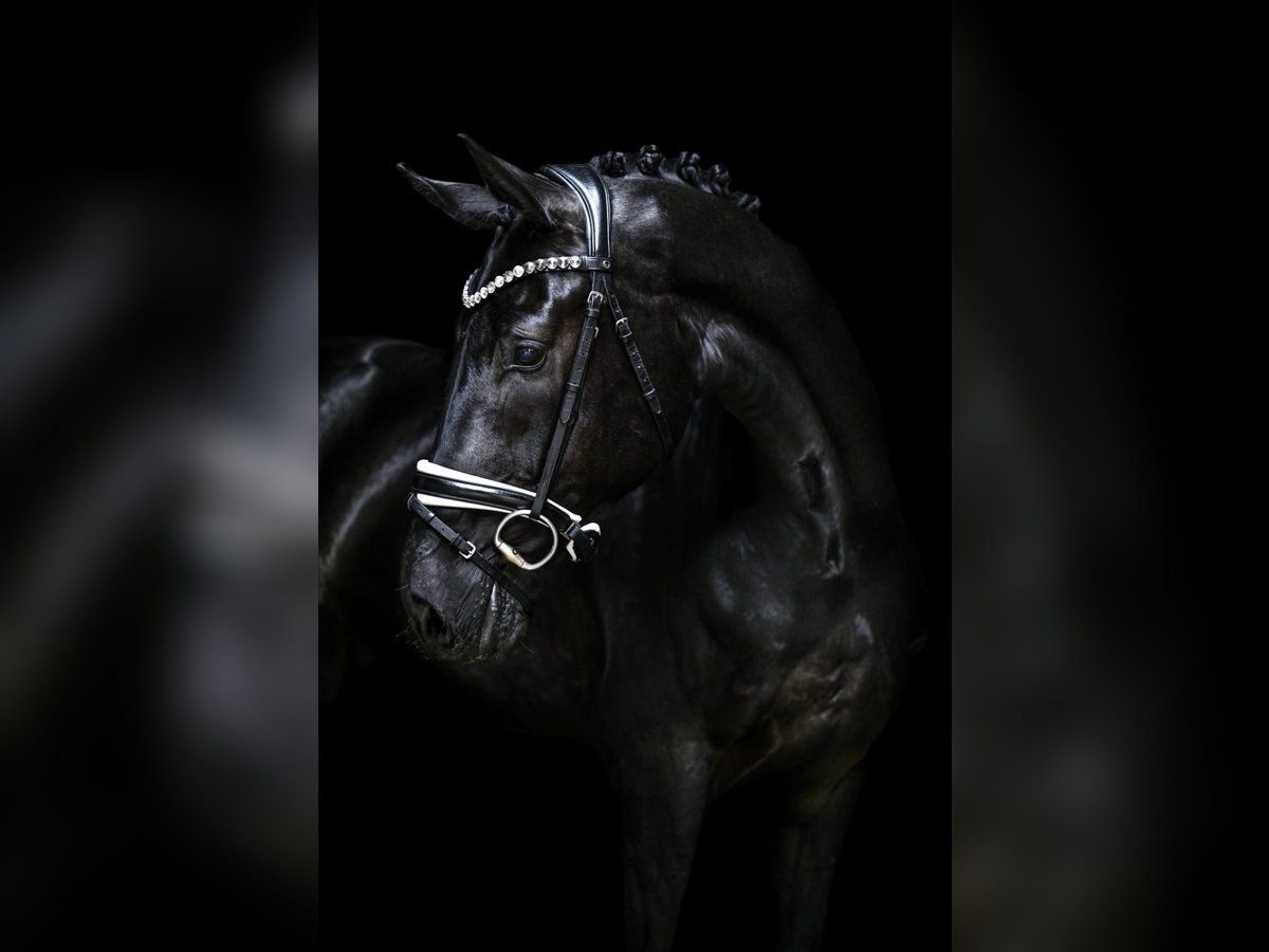 Hanoverian Gelding 4 years 16,1 hh Black in Wingst