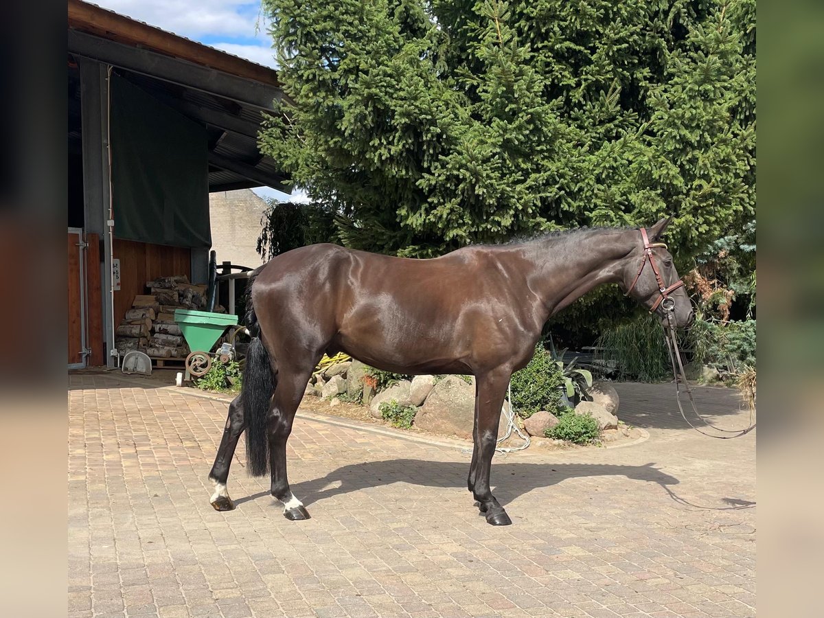 Hanoverian Gelding 4 years 16,1 hh Black in Bad Kreuznach
