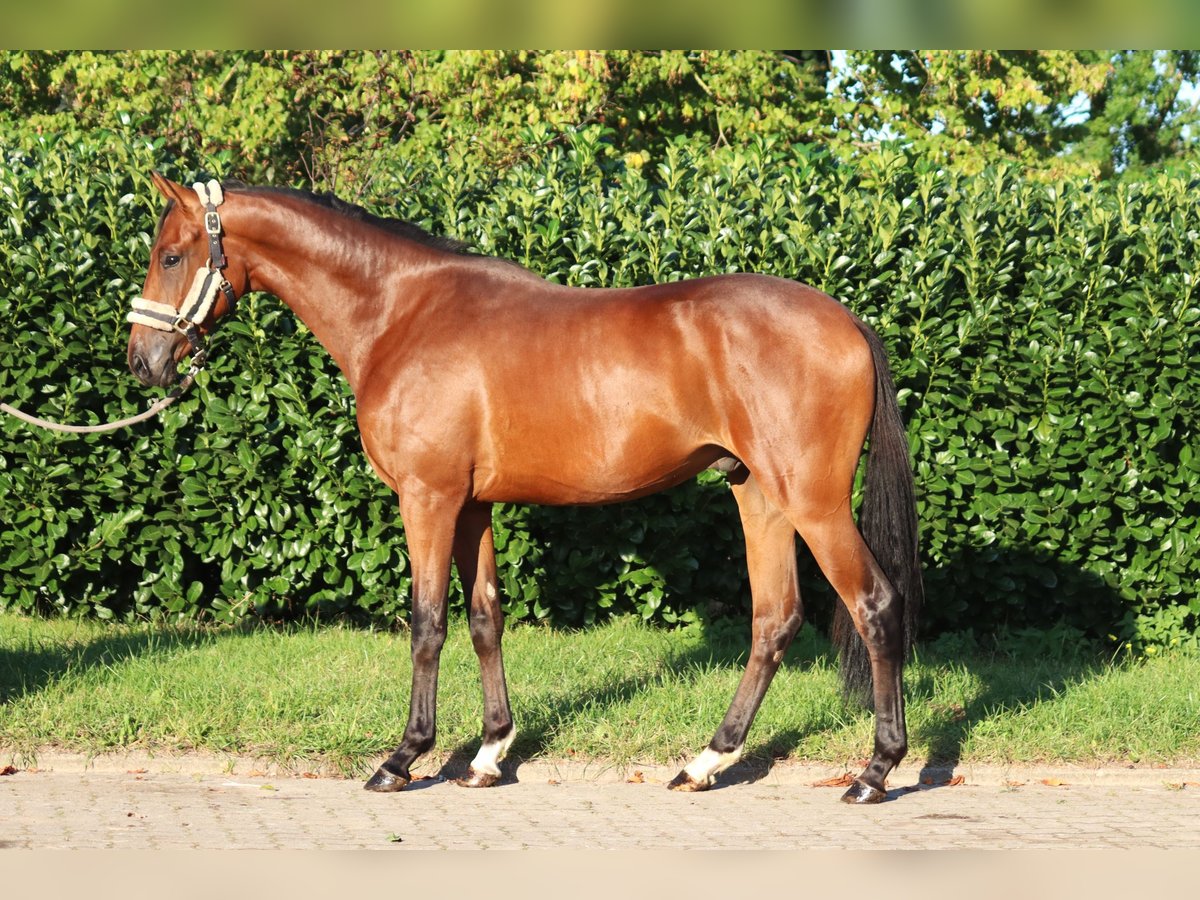 Hanoverian Gelding 4 years 16,1 hh Brown in Selsingen