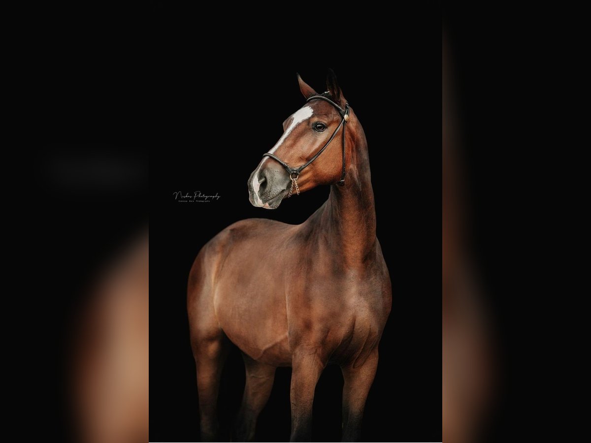 Hanoverian Gelding 4 years 16,1 hh Brown in Riez-Neuendorf