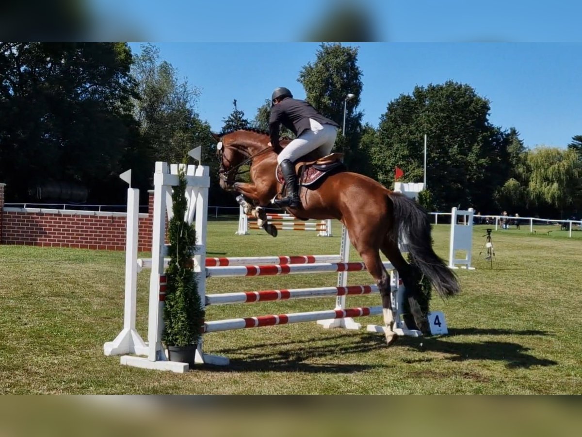 Hanoverian Gelding 4 years 16,1 hh Brown in Vorbeck
