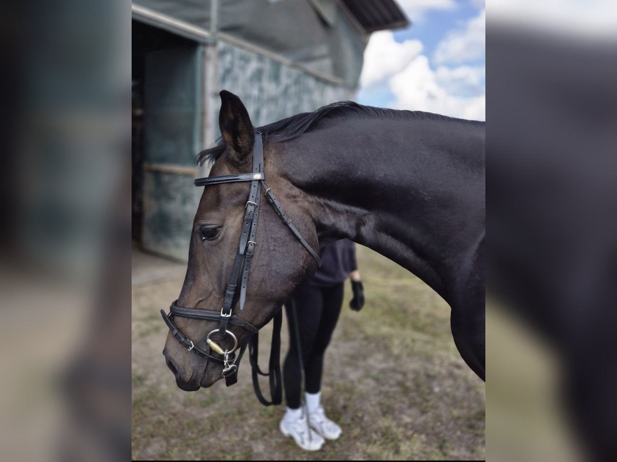 Hanoverian Gelding 4 years 16,1 hh Brown in Verden (Aller)Walle