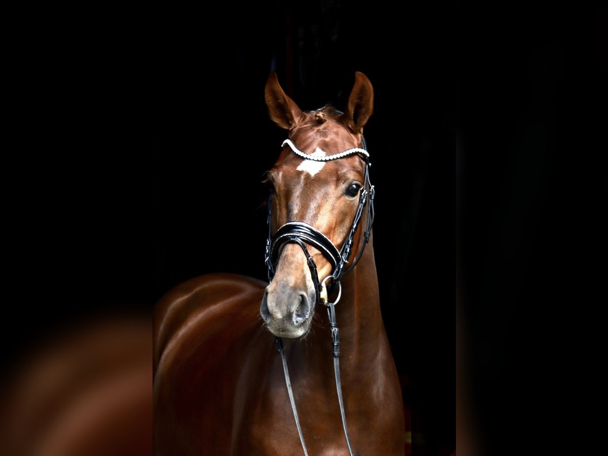 Hanoverian Gelding 4 years 16,1 hh Chestnut in Ree&#xDF;um