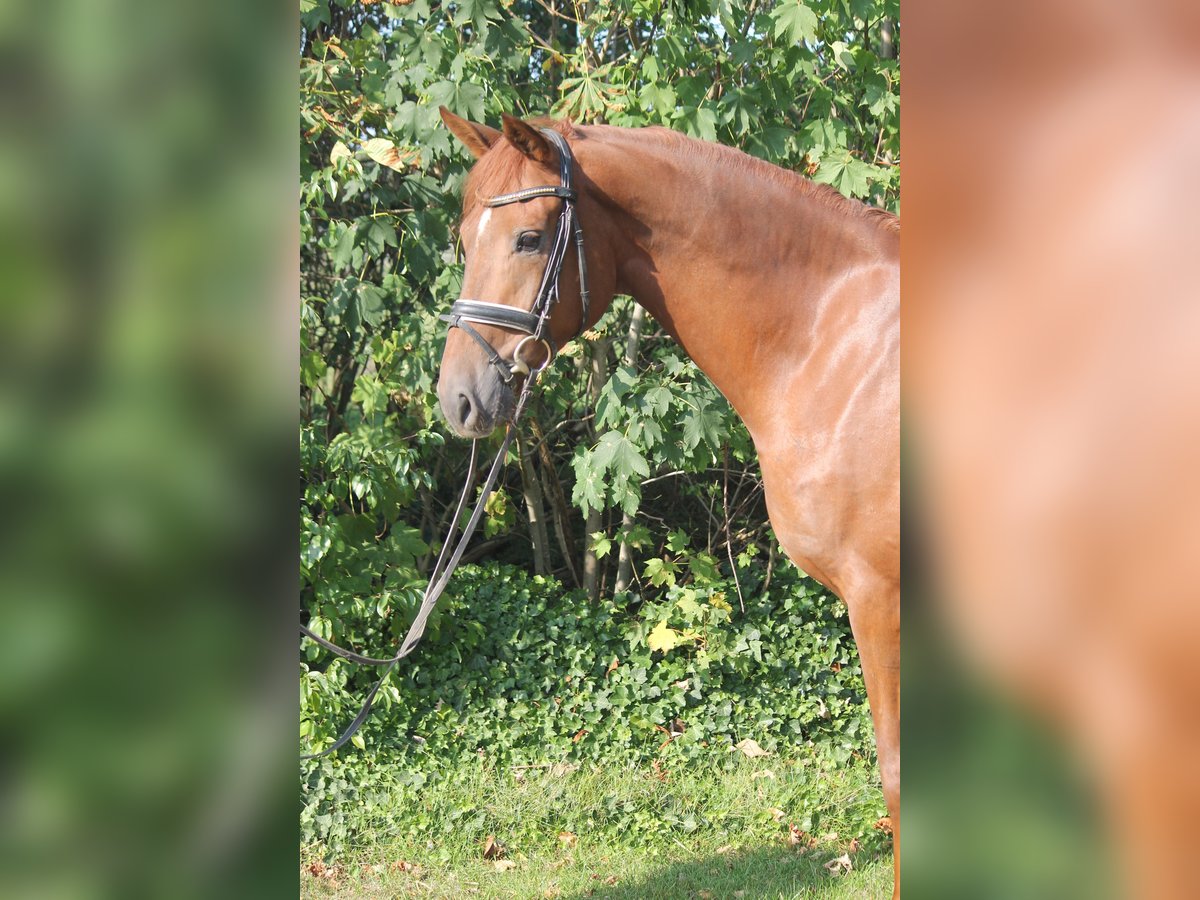 Hanoverian Gelding 4 years 16,1 hh Chestnut-Red in Hepstedt