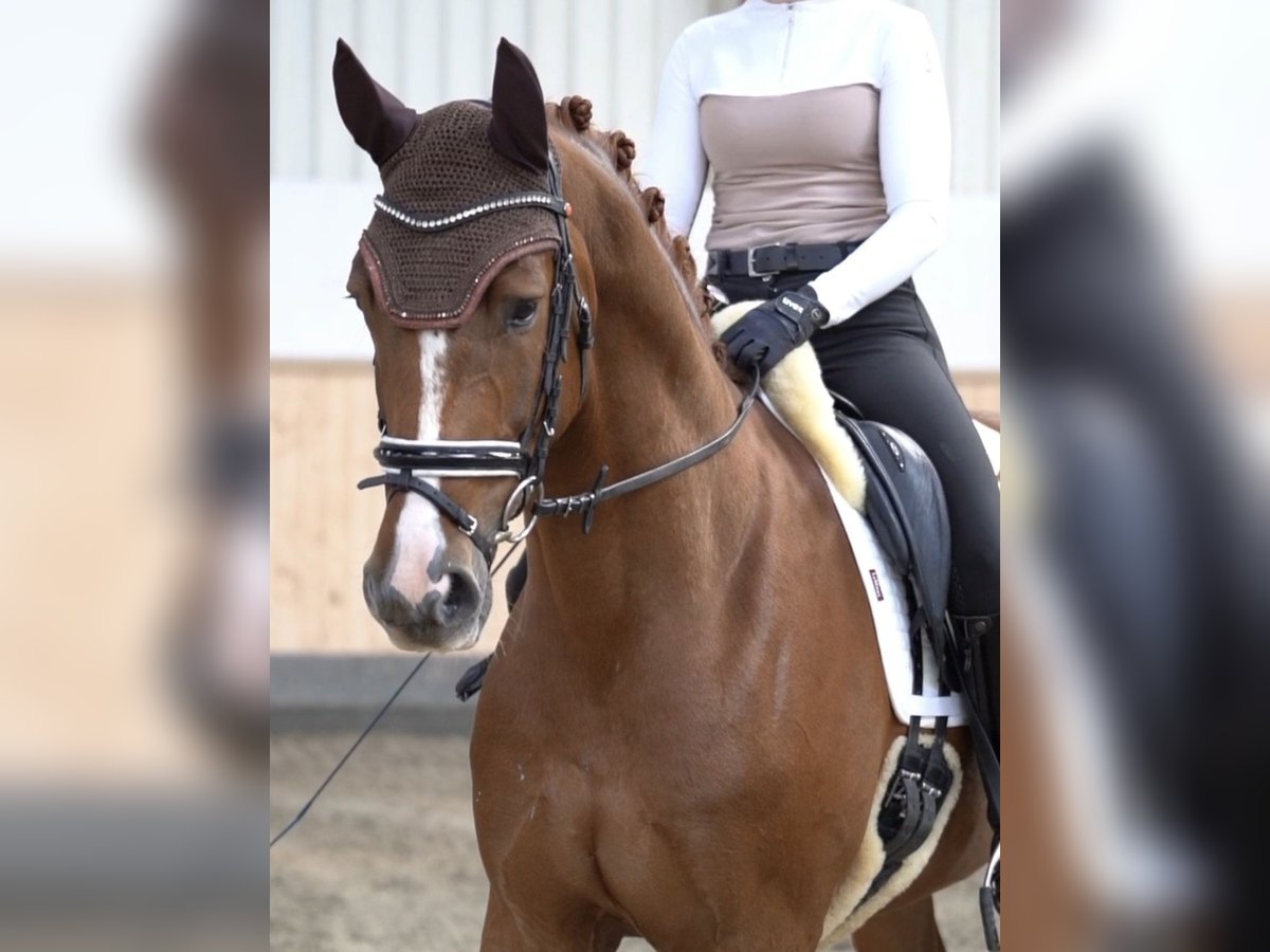 Hanoverian Gelding 4 years 16,1 hh Chestnut-Red in Hohenfelde