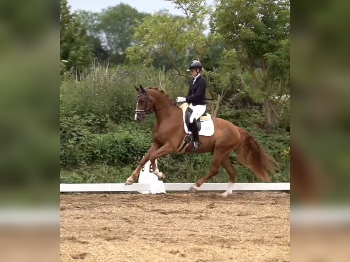 Hanoverian Gelding 4 years 16,1 hh Chestnut-Red in Hohenfelde