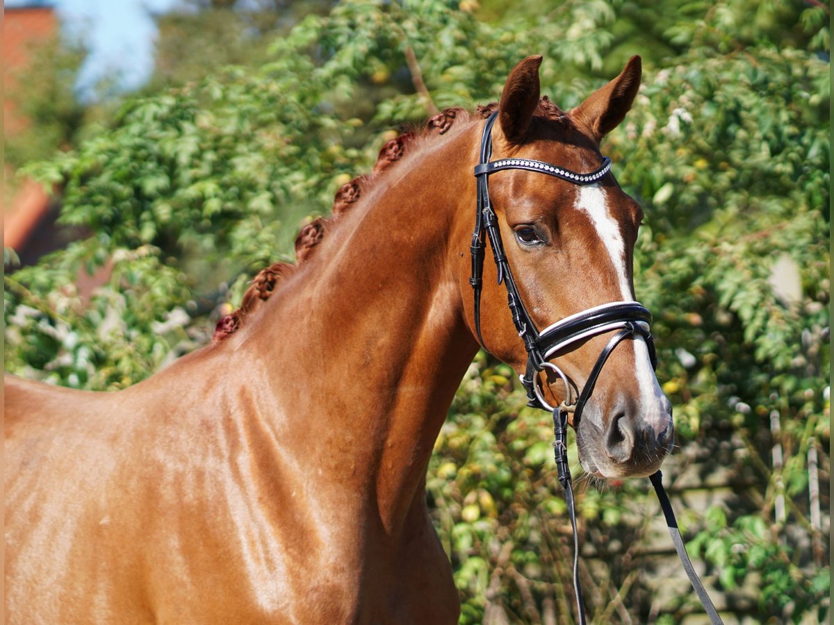 Hanoverian Gelding 4 years 16,1 hh Chestnut-Red in Hohenfelde