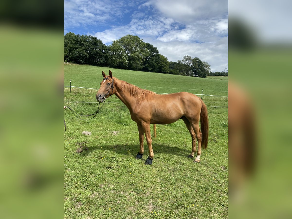 Hanoverian Gelding 4 years 16,1 hh Chestnut-Red in Herscheid
